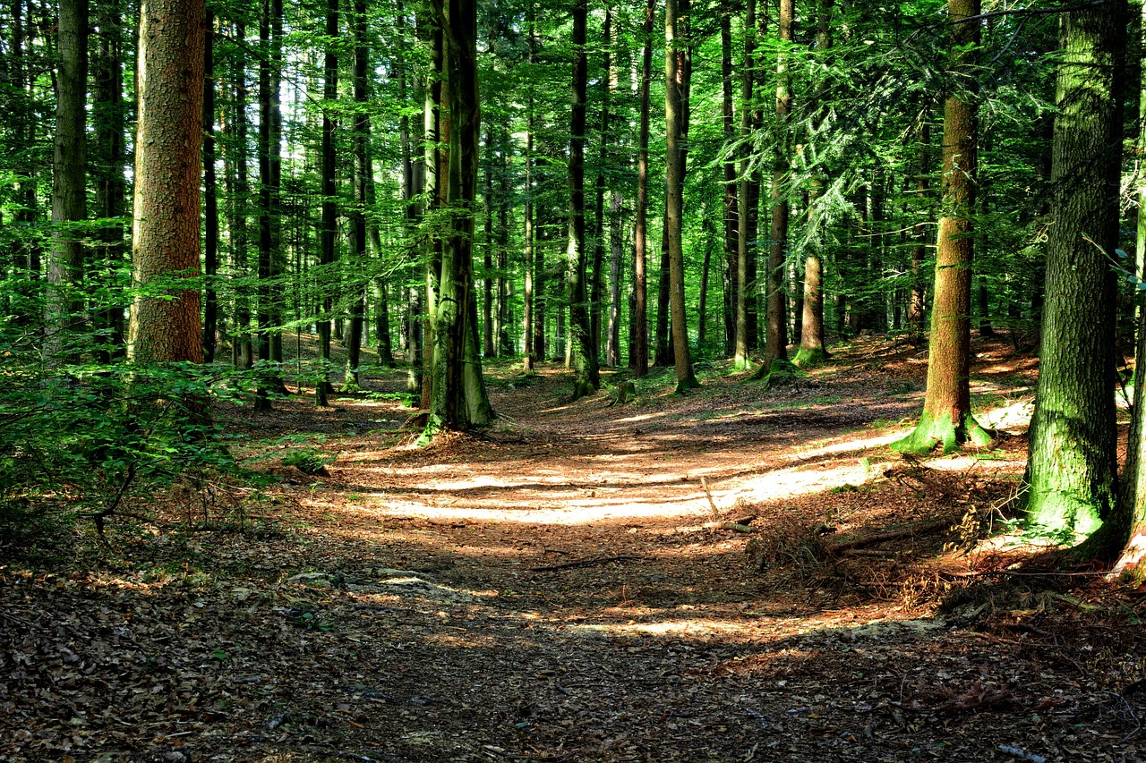 forest-972800_1280